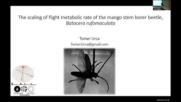 The scaling of free flight energetics of the mango stem borer beetle, Batocera rufomaculata