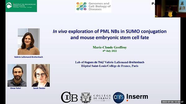 Exploration of PML in stress response and embryonic stem cell fate