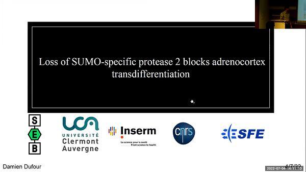 Loss of SUMO-specific protease 2 blocks adrenocortex transdifferentiation