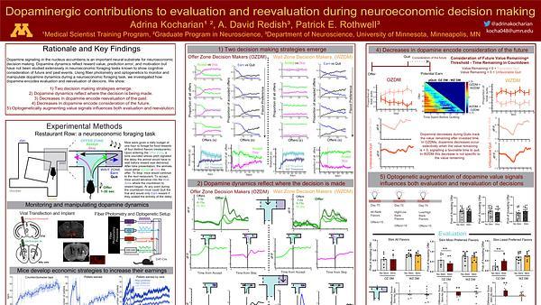 Dopaminergic contributions to evaluation and reevaluation during neuroeconomic decision making