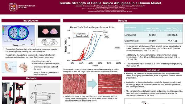 Tensile strength of penile tunica albuginea in a human model
