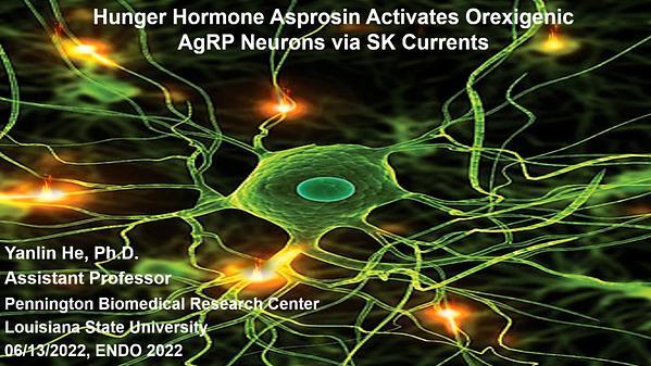Hunger hormone asprosin activates orexigenic neurons via SK currents