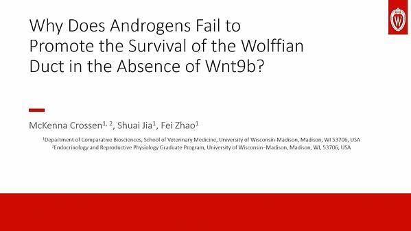 Why Does Androgens Fail to Promote the Survival of the Wolffian Duct in the Absence of Wnt9b?