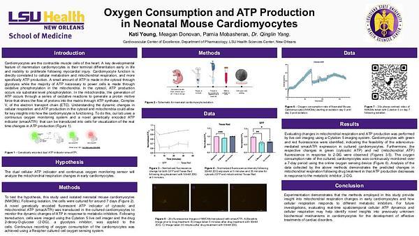 Oxygen Consumption and ATP Production in Neonatal Mouse Cardiomyocytes