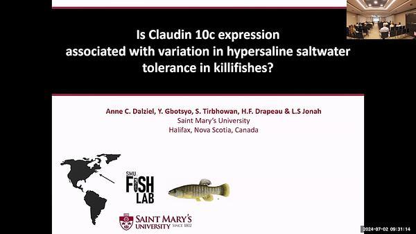 Cis-regulated claudin 10c expression in gill is associated with variation in hypersaline seawater tolerance among species of killifish (Fundulus spp.)