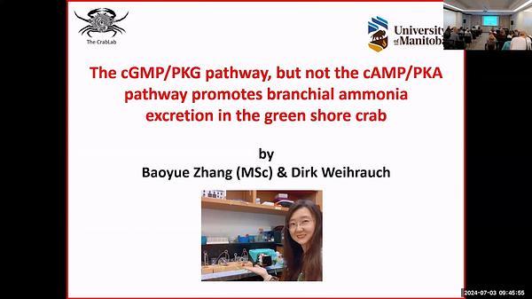 The cGMP/PKG pathway, but not the cAMP/PKA pathway promotes branchial ammonia excretion in the green shore crab