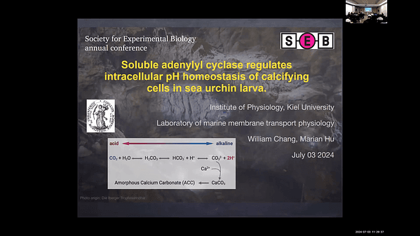 Soluble adenylyl cyclase regulates intracellular pH homeostasis of calcifying cells in the sea urchin larva.