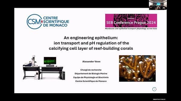 An engineering epithelium: ion transport and pH regulation of the calcifying cell layer of reef-building corals