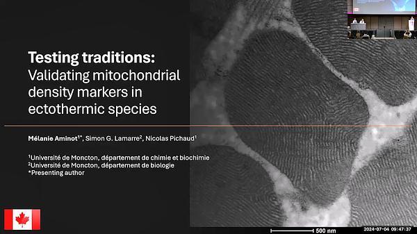 Testing traditions: Validating mitochondrial density markers in ectothermic species