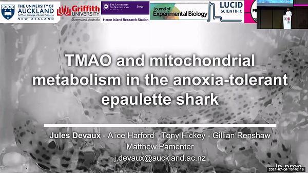 TMAO regulates mitochondrial metabolism in brain and heart of the anoxia-tolerant epaulette shark Hemiscyllium ocellatum