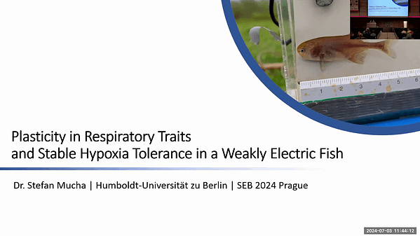 Plasticity in respiratory traits and stable hypoxia tolerance in a weakly electric fish exposed to long-term changes in dissolved oxygen environment