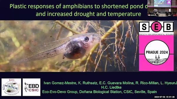 Plastic responses of amphibians to shortened pond duration and increased drought and temperature
