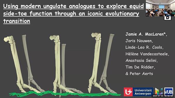 Using modern ungulate analogues to explore equid side-toe function through an iconic evolutionary transition