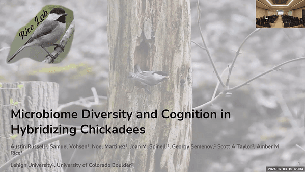 Microbiome Diversity and Cognition in Hybridizing Chickadees