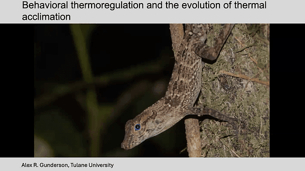 Behavioral thermoregulation and the evolution of thermal acclimation