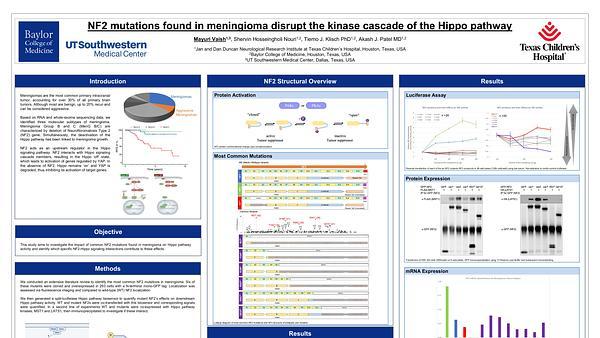 NF2 mutations found in meningioma disrupt the kinase cascade of the Hippo pathway