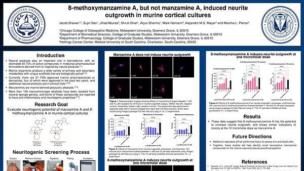 8-methoxymanzamine A, but not manzamine A, induced neurite outgrowth in murine cortical cultures