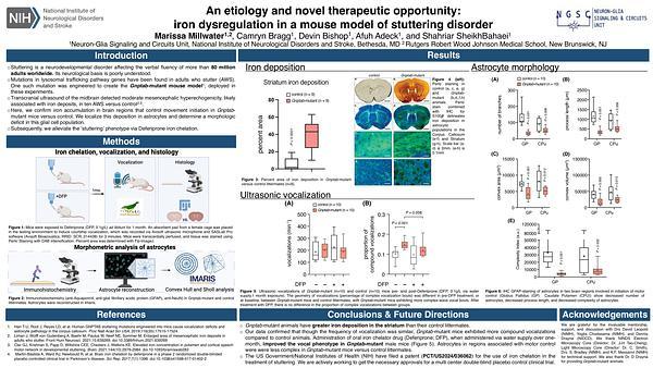 An etiology and novel therapeutic opportunity: iron dysregulation in a mouse model of stuttering disorder