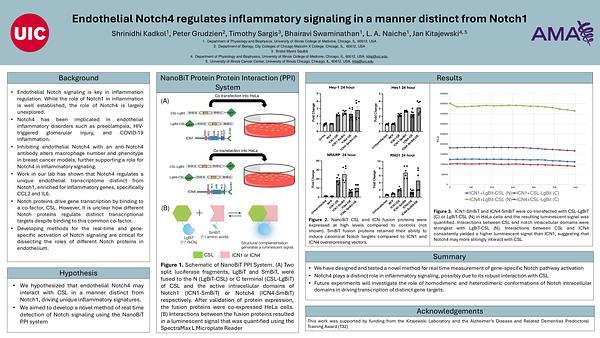 Endothelial Notch4 regulates inflammatory signaling in a manner distinct from Notch1