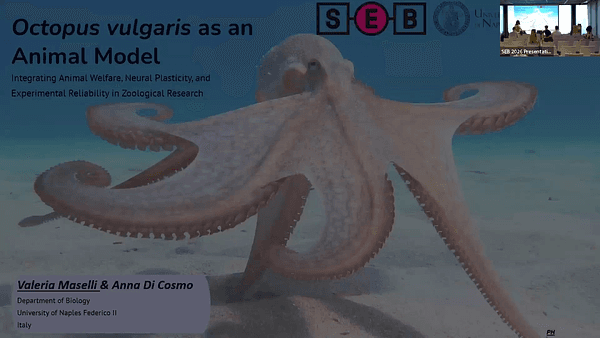 Octopus vulgarisas an animal model: Integrating Animal Welfare, Neural Plasticity, and Experimental Reliability in Zoological Research