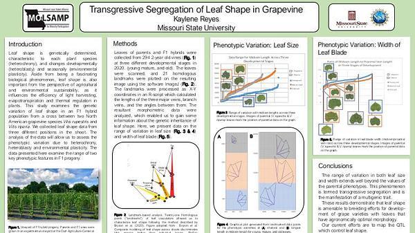 Transgressive Segregation of Leaf Shape in Grapevine