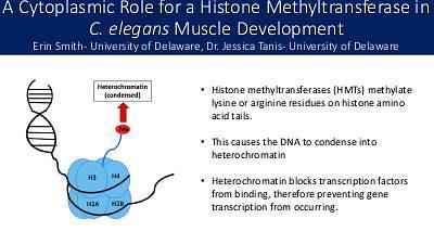 A Cytoplasmic Role for a Histone Methyltransferase in C. elegans Muscle Development