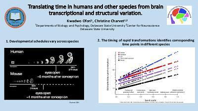 Translating time in humans and other species from brain transcriptional and structural variation.