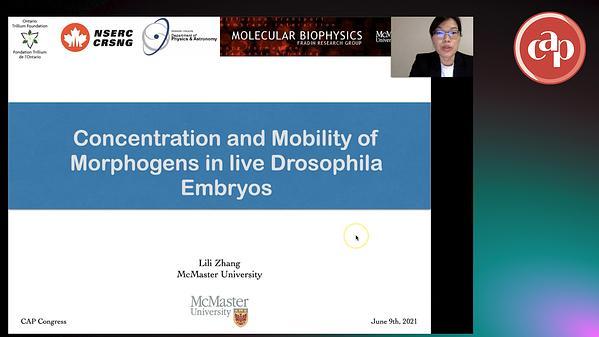 Concentration and Mobility of Activator and Repressor Morphogens in live early Drosophila Embryos