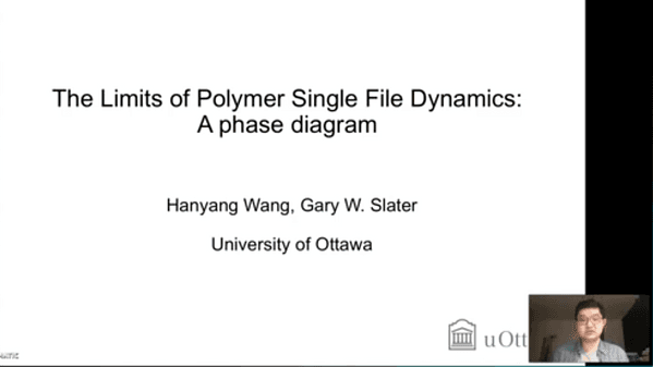 The Limits of Polymer Single File Dynamics: A phase diagram