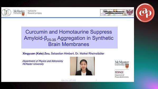 Curcumin and homotaurine suppress amyloid-b25-35 aggregation in synthetic brain membranes