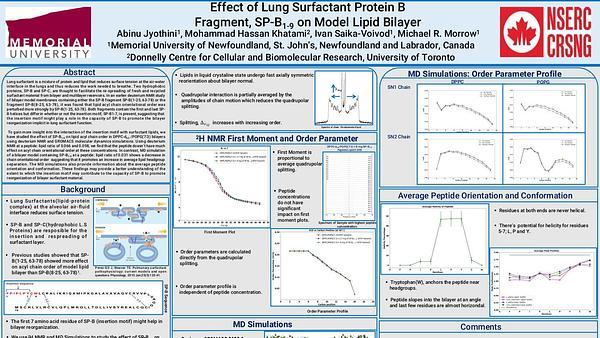 Effect of Lung Surfactant Protein B Fragment, SP-B1-9 on Model Lipid Bilayer.