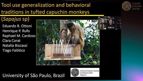 Tool use generalization and behavioral traditions in tufted capuchin monkeys (Sapajus sp)