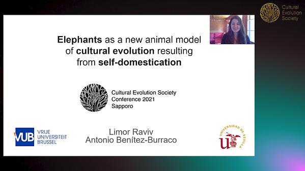 Elephants as a new animal model of cultural evolution resulting from self-domestication