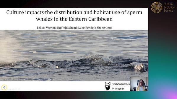 Culture impacts the distribution and habitat use of sperm whales in the Eastern Caribbean