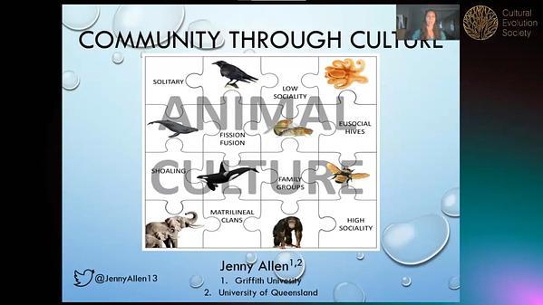 The diversity of animal culture across community structures