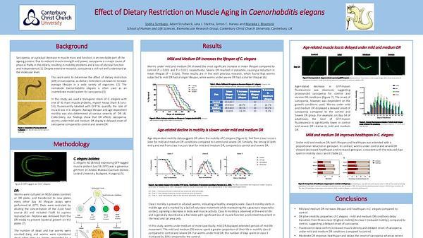 Effect of Dietary Restriction on Muscle Aging in Caenorhabditis elegans
