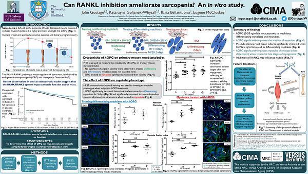 Can RANKL inhibition ameliorate sarcopenia? An in vitro study.