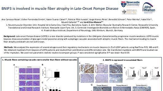 BNIP3 is involved in muscle fiber atrophy in Late-Onset Pompe Disease
