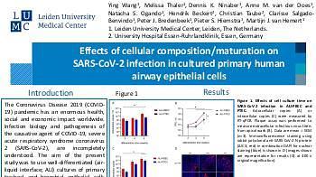 Effects of cellular composition/maturation on SARS-CoV-2 infection in cultured primary human airway epithelial cells