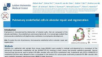 The role of pulmonary endothelial cells in alveolar repair and regeneration