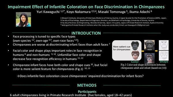 Impairment effect of infantile coloration on face discrimination in chimpanzees