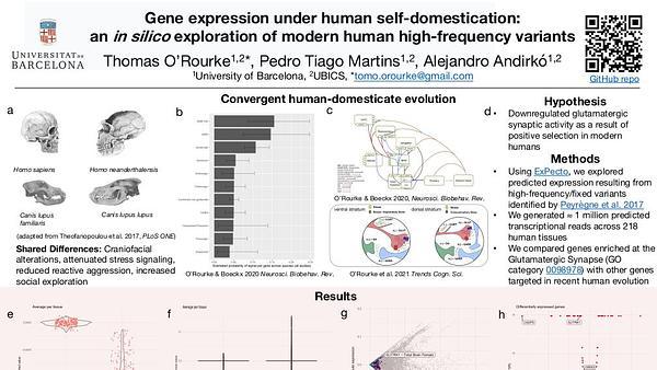 Gene expression under human self-domestication: an in silico exploration of modern human high-frequency variants