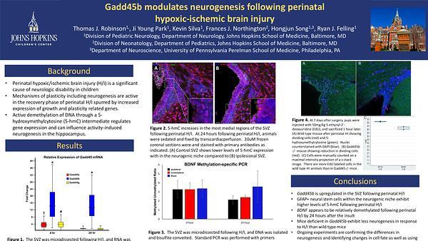 Gadd45b modulates neurogenesis following perinatal hypoxic-ischemic brain injury