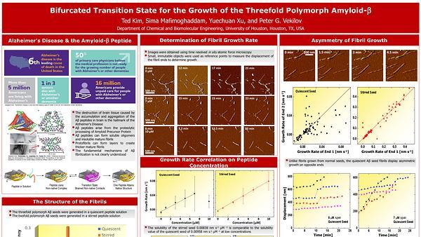BIFURCATED TRANSITION STATE FOR THE GROWTH OF THE THREEFOLD POLYMORPH OF AMYLOID BETA FIBRILS