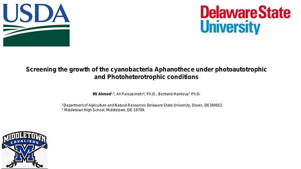 Screening the growth of the cyanobacteria Aphanothece under photoautotrophic and Photoheterotrophic conditions