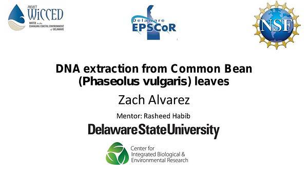 DNA extraction from Common Bean (Phaseolus vulgaris) leaves