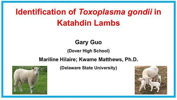 Identification of Toxoplasma gondii in Katahdin Lambs
