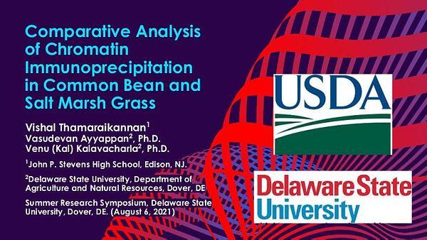 Comparative Analysis of Chromatin Immunoprecipitation in Common Bean and Salt Marsh Grass