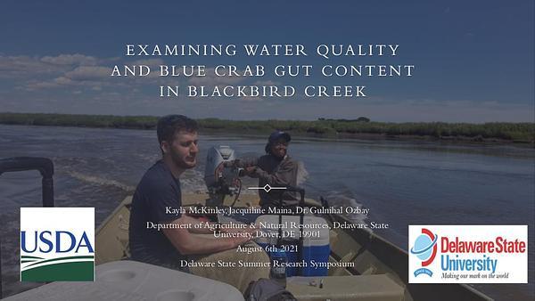 Examining Water Quality and Blue Crab Gut Content in Blackbird Creek
