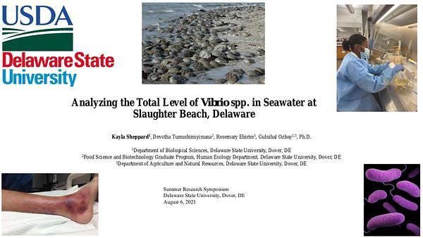 Analyzing the Total Level of Vibrio spp. in Seawater at Slaughter Beach, Delaware